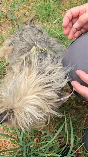 Scooby Spanish Dog Rescue UK on Reels | Facebook