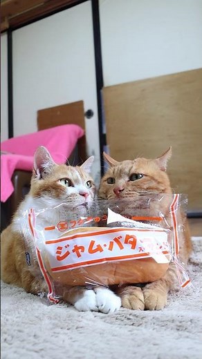 福田パン ジャム・バター入サンド 250718 #ねこ #のせ猫 #cat #cute #ネコ #猫のいる暮らし #kitty