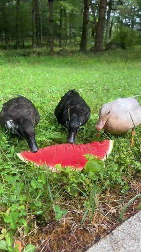 They had a great day swimming and snacking on watermelon🍉🦆 #DunkinDucks #Ducks #PetDucks #CallDucks #FarmAnimals #ASMR #petsoftiktok