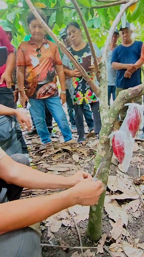 137K views · 2.4K reactions | Side grafting tutorial @surallah #cacoa #chocolate#farming #TopFans#followers #fyp #cacoa #seeds | CACAO tutorial ni JM | Facebook