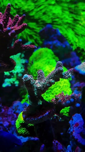 Just look at these beautiful corals! 💜 | #poweredbyaquaforest