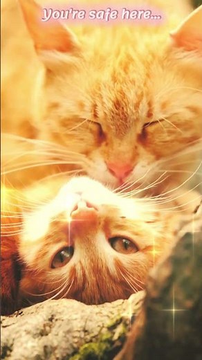 You’re safe here 🤍 | Healing Cat Purring #cat #catpurring #asmr