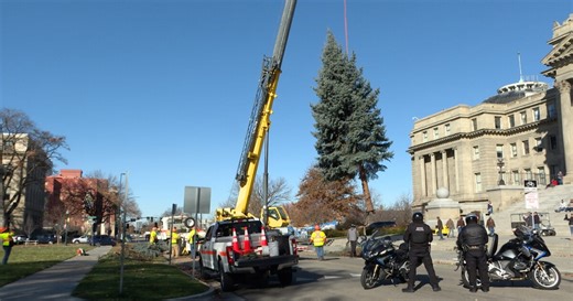 The tree has arrived!