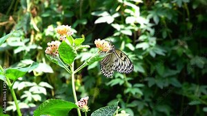 Butterfly Tree nymph pollinates plants flying in flowers in garden