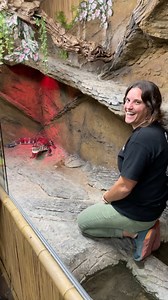 545K views · 12K reactions | Feeding a very angry Gator | The Reptile Zoo | Facebook