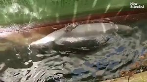 146K views · 1.6K reactions | Endangered monk seals have been caught napping underwater. | New Scientist | Facebook