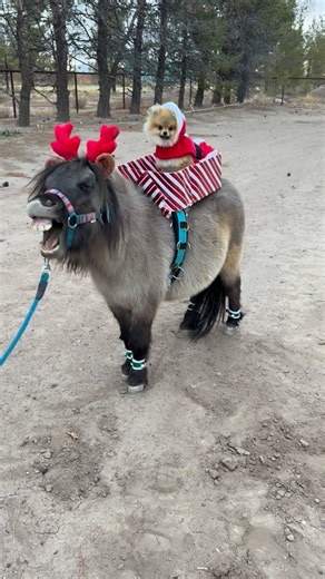 Scout and Buttercup on Instagram: "Who did it best? #opera #mozart #singers #cuteanimals #animals"