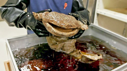 The Field Museum in Chicago preserves everything from fish and snakes to frogs and Komodo dragons in their basement. These 11 million fluid specimens are preserved in jars or tanks. Preparing and storing them is a centuries-long commitment, so why do it? This method effectively keeps their shape and, in some cases, even DNA. Not only that, but it has helped researchers do groundbreaking work, like developing new techniques for getting old DNA and discovering new species right among the shelves. 