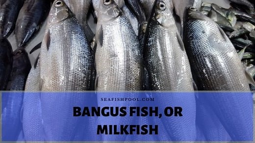 Bangus Fish/Milkfish: Profile, Traits, Facts, Size, Nutrition, Diet - SeaFish