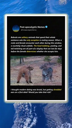 Why Bobcat Dating Can Be DEADLY! 😼🩸 #Wildlife #Nature #AnimalBehavior