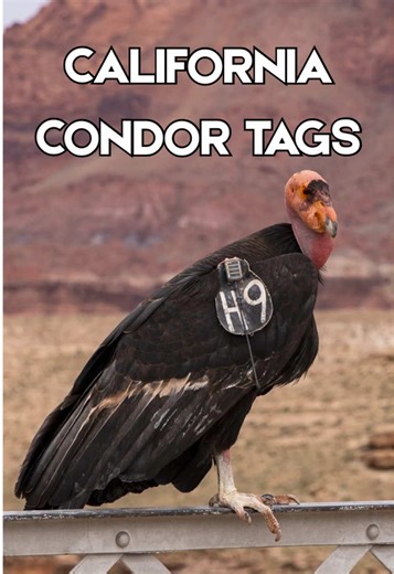 Exploring California Condors: The H9 Story