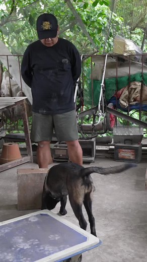 Belgian Malinois Training: Narco Detection Dog Insights