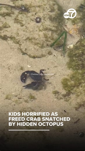 A family in Australia was stunned when they released a small crab they’d caught back into the sea – only to have the sweet moment turn into a master class in the circle of life as an octopus nabbed their new friend. Footage shows the released crab skittering across a tidal pool before an octopus swoops in to snatch it, leaving the kids wailing in horror. For the latest in Bay Area news, sports and weather: https://abc7news.com/ | ABC7 News