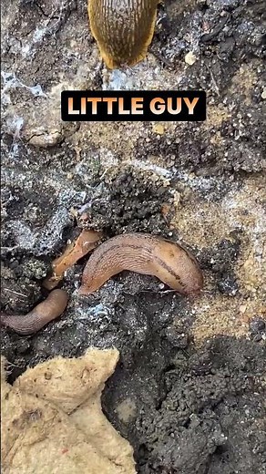 What Bug Is This? Identify Insects Instantly with EveryScan