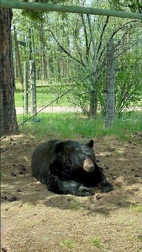 🐻 Bears walking, splashing & soaking at Bear Country USA! #BearCountryUSA #RapidCity #SouthDakota