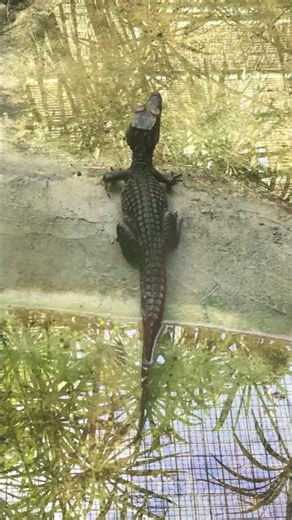Adorable Rare Dwarf Caiman Crocodile in Guyana