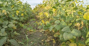 Potassium deficiency in soybeans