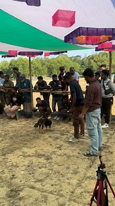 79K views · 694 reactions | Local mat | Java Aseel | Facebook