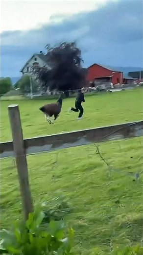 Teen chased by llama during farm visit in Sykkylven, Norway