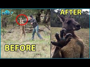 15 Crazy Moments When Kangaroos Attack Everything | Kangaroo Fighting Dog