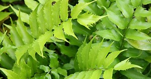 5 unfussy ferns that flourish in Pacific Northwest gardens