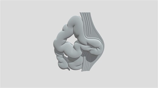 Capas de la pared abdominal con hernia umbilical - Download Free 3D model by Daluz
