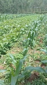Beans and maize farming | Esirabe Integrated Poultry Farm