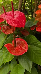 Tips to Speed Up Flowering in Anthurium Plants | Simple Living Solutions