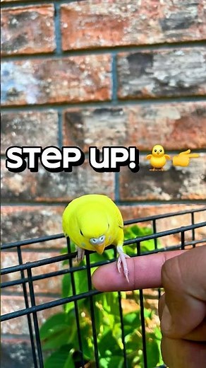 Hand-Tamed Yellow Budgie for Sale in Houston 🏡
