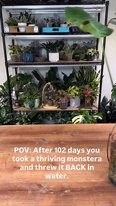 104K views · 7.2K reactions | For the last 102 days this Monstera has...