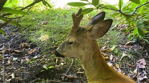 male deer and female deer kiss in the mating season. Roe deer, capreolus capreolus, doe feeding and looking around on misty meadow early in the morning. Unaware female wild animal with orange fur