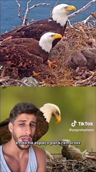 As Piores Decisões das Mães no Reino Animal