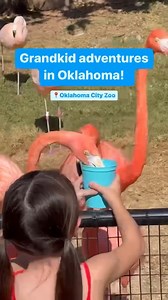 Unleash some wild fun with a trip to the Oklahoma City Zoo and Botanical Garden! 🦩 The memories will last a lifetime! | Oklahoma Tourism