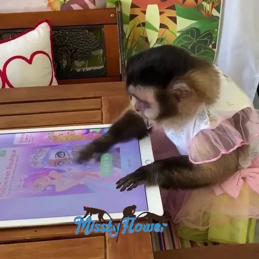 Monkey Angelika loves playing with the iPad