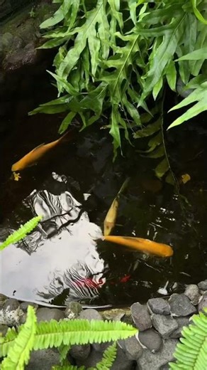 Peaceful Koi Fish Swimming with Calming Birdsong and Flowing Water Audio