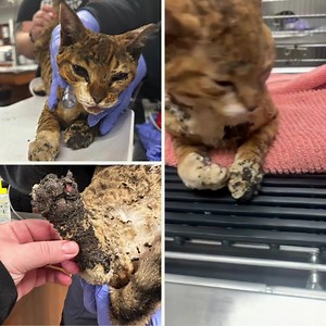 10K views · 703 reactions | As an unexpected blaze quickly engulfed...