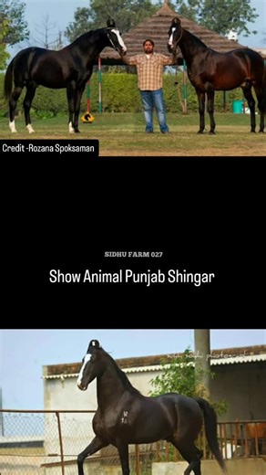 Pigeon__lovers 😘 on Instagram: "Show Animal Punjab Shingar 🌟 #punjab #viral #reel #horse #feed"