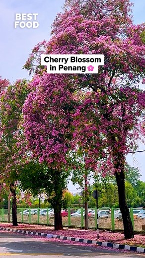Cherry Blossom Viewing in Penang: A Floral Delight