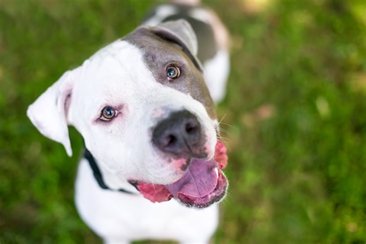 Rescue Pit Bull Overcome with Joy After Instantly Recognizing Shelter Staff a Year Later
