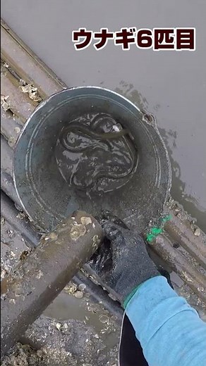 【衝撃】竹筒から大量のうなぎが次々と…
