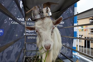 The pagan origins of Co Kerry's ancient Puck Fair