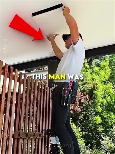 Bees Living Inside Walls: A Surprising Discovery