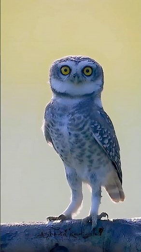 Spotted Owlet