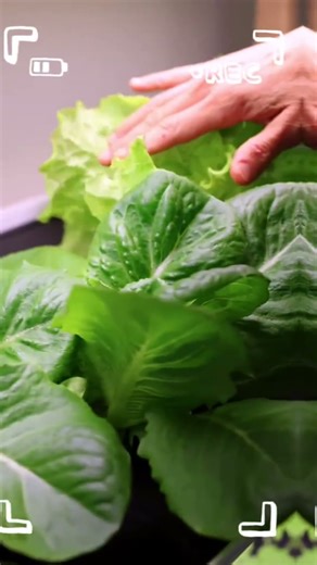 So many benefits to hydroponic gardening at home!