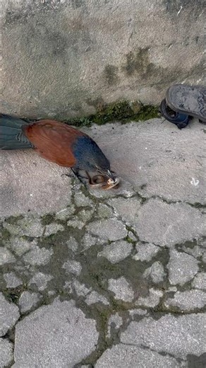 Birds that hunt snakes in the garden #eagle #wildlife #birds #nest #hawk #nature