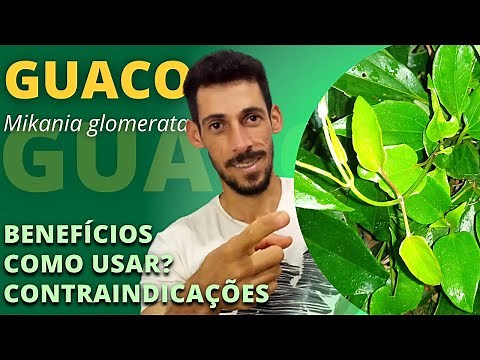 GUACO: Conheça seus benefícios, veja para que serve e como usar guaco | Ervas e Plantas Medicinais