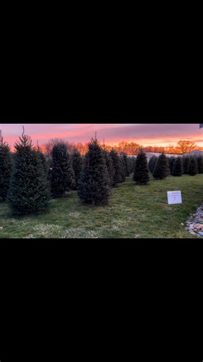 Countryview Farm Nursery on Reels