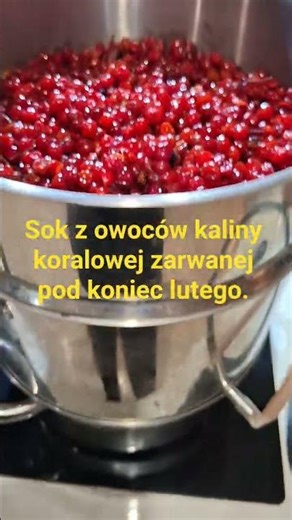 Sok z owoców kaliny koralowej zebranych pod koniec lutego. #Melarosa