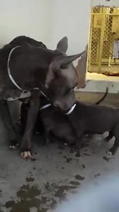 This little lady gave birth to some super cute babies that she is caring for but she is very skinny and she needs someone to care for her too. Please take a look at them and SHARE, they need to be in a safe, warm home and a FOSTER would save their lives. Thanks! #A4784796 I'm an approximately 1 month old male pit bull. #A4784797 I'm an approximately 1 month old female pit bull. #A4784798 I'm an approximately 1 month old male pit bull. #A4784799 I'm an approximately 1 month old female pit bull. #