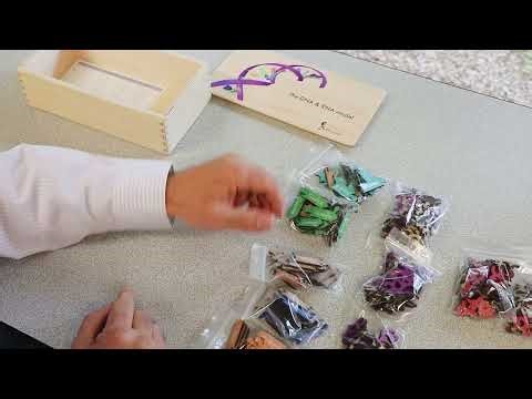 Introduction to the DNA & RNA Model Box